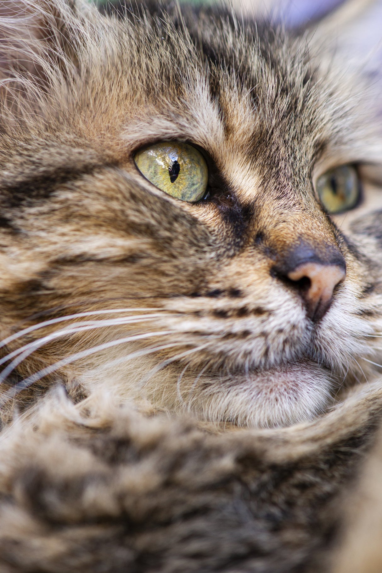 cute cat Poster och Canvastavla