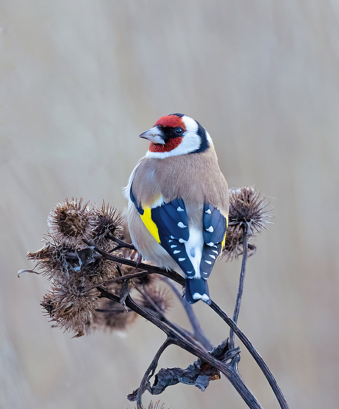 European goldfinch Poster och Canvastavla