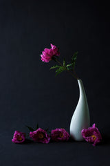 Still life common peony Poster och Canvastavla