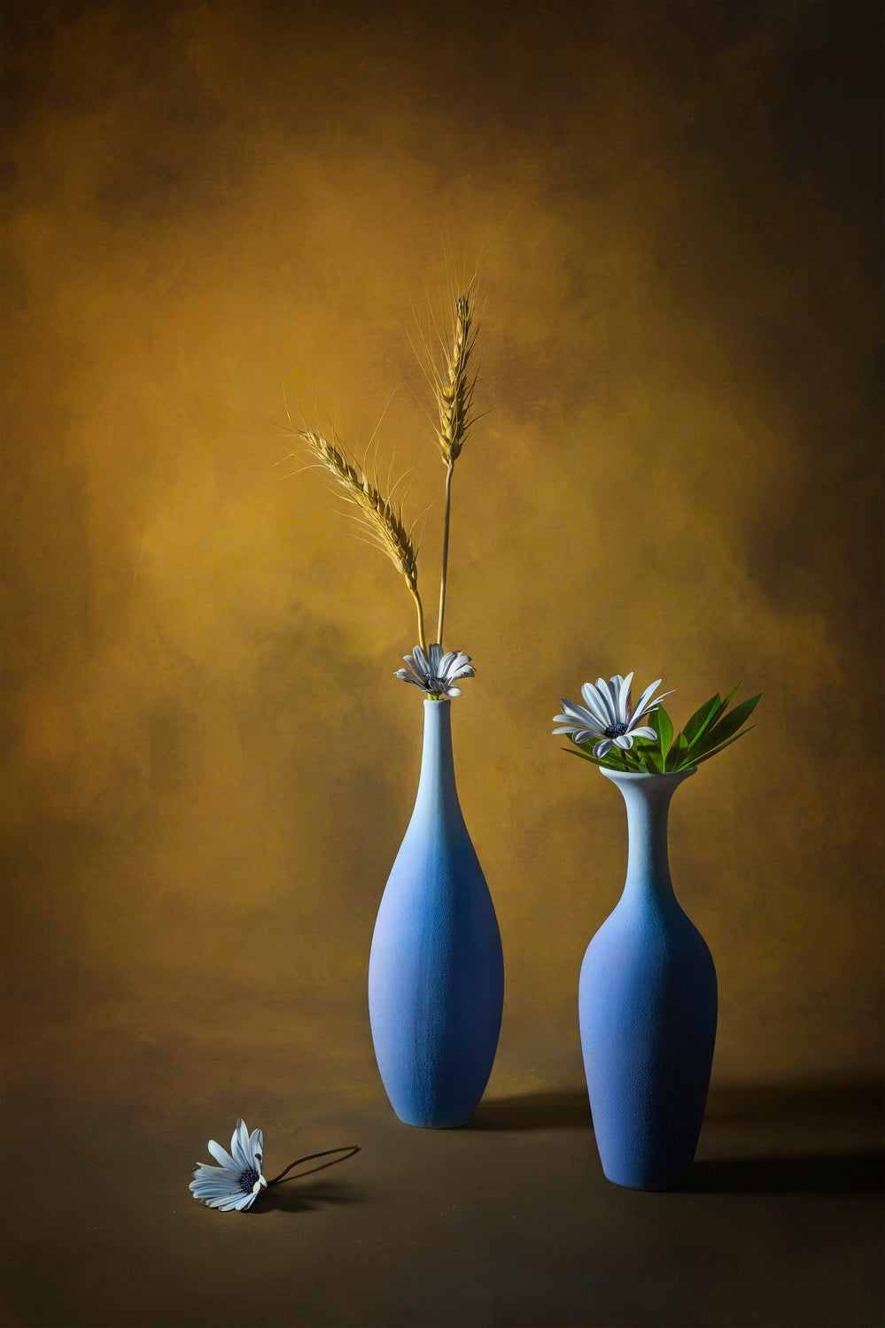 Little White Daisy Poster och Canvastavla