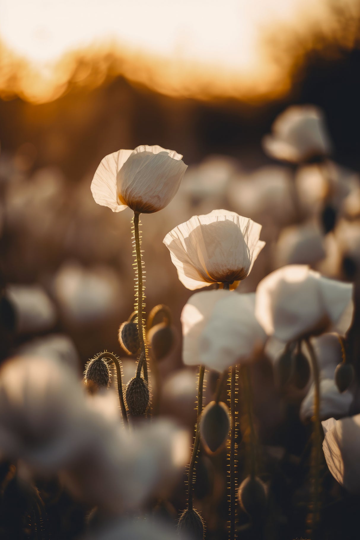 White Poppy Field No 2 Poster och Canvastavla