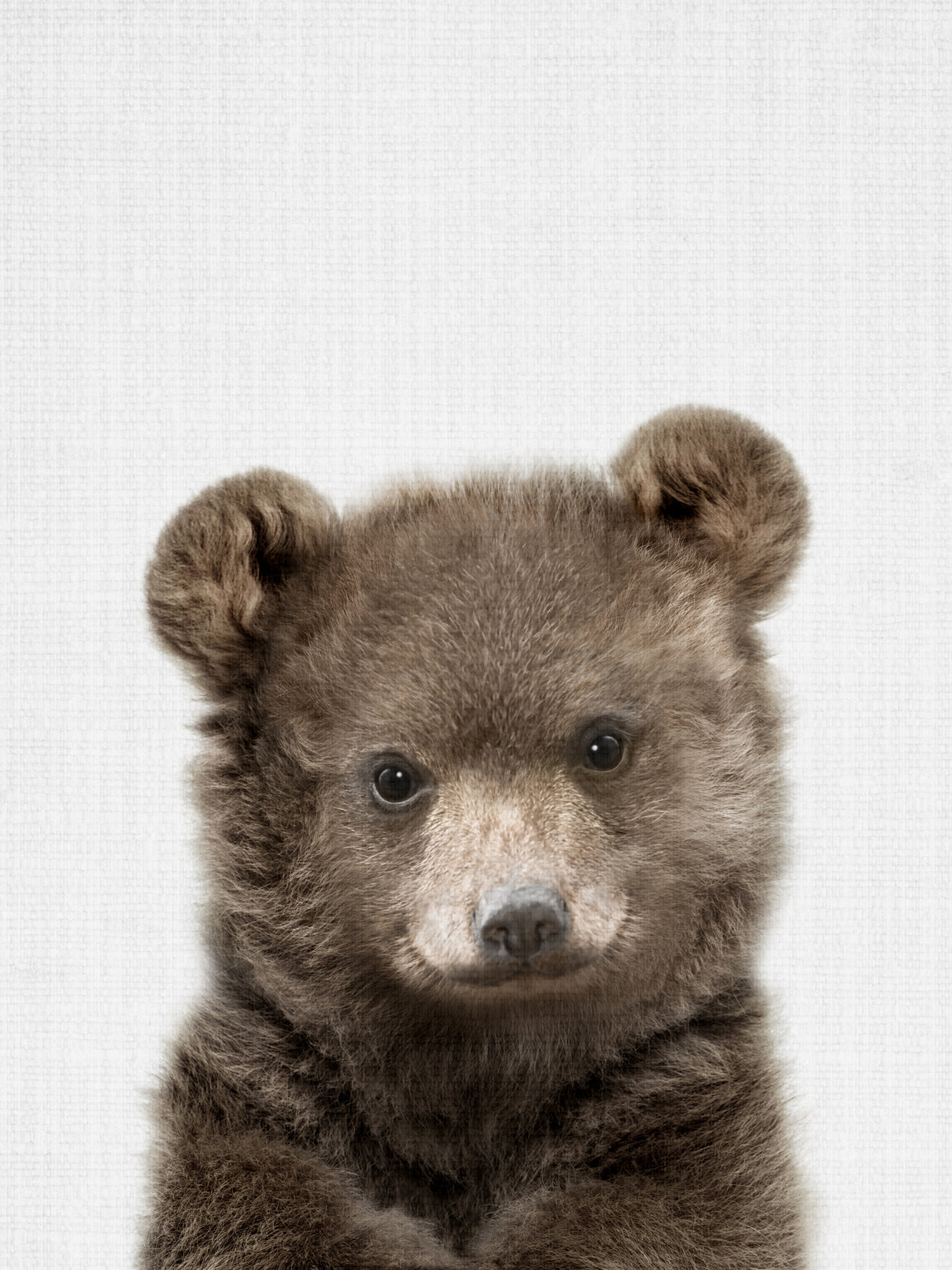 Peekaboo Baby Bear Poster och Canvastavla