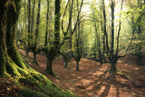 Forest Love Poster och Canvastavla