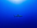 Into the blue Poster och Canvastavla