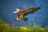 Vulture landing Poster och Canvastavla
