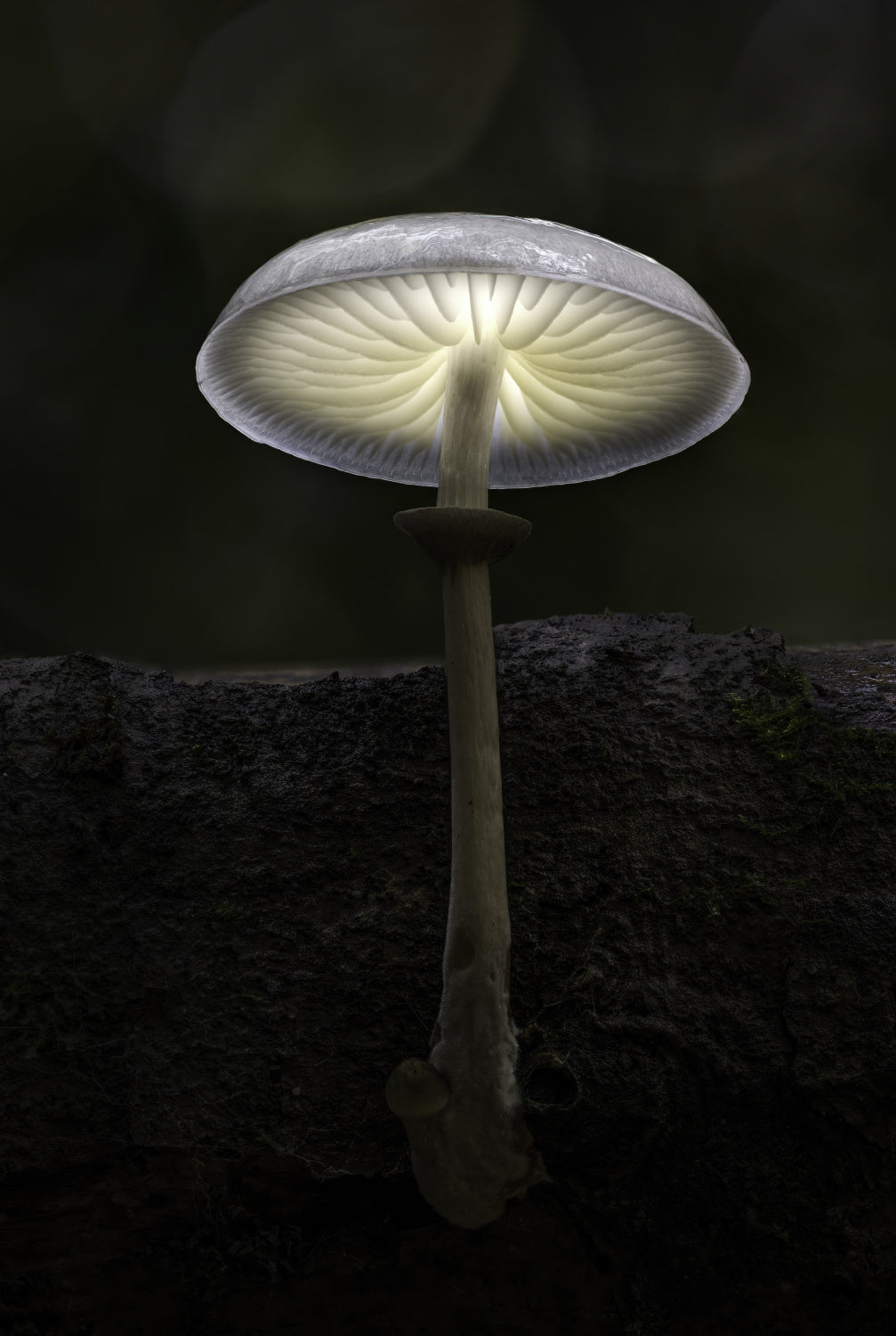 Porcelain Fungus Poster och Canvastavla