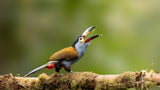 Toucan Poster och Canvastavla