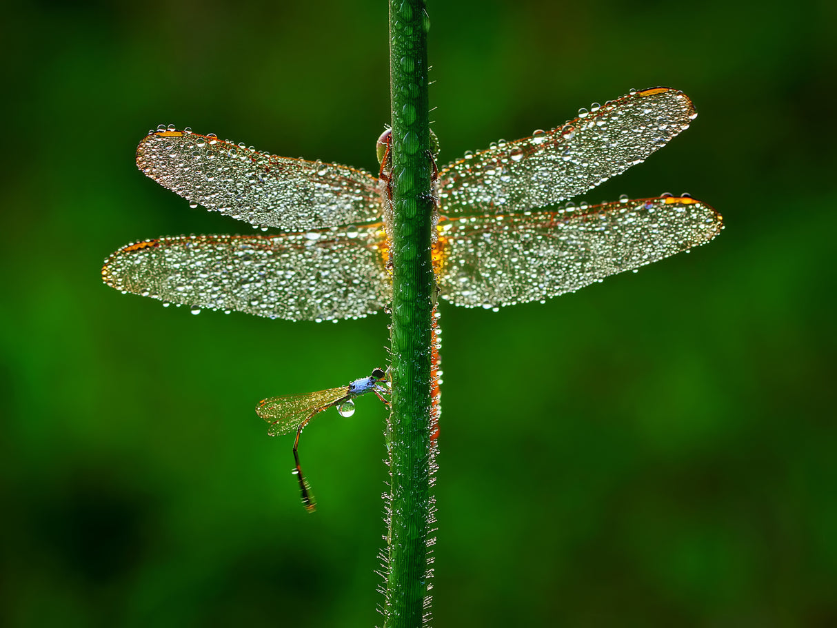 Dragonfly Poster och Canvastavla