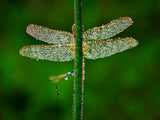 Dragonfly Poster och Canvastavla