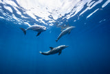 Bottlenose dolphin from Indian océan Poster och Canvastavla