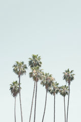 Blue Palm Trees Poster och Canvastavla