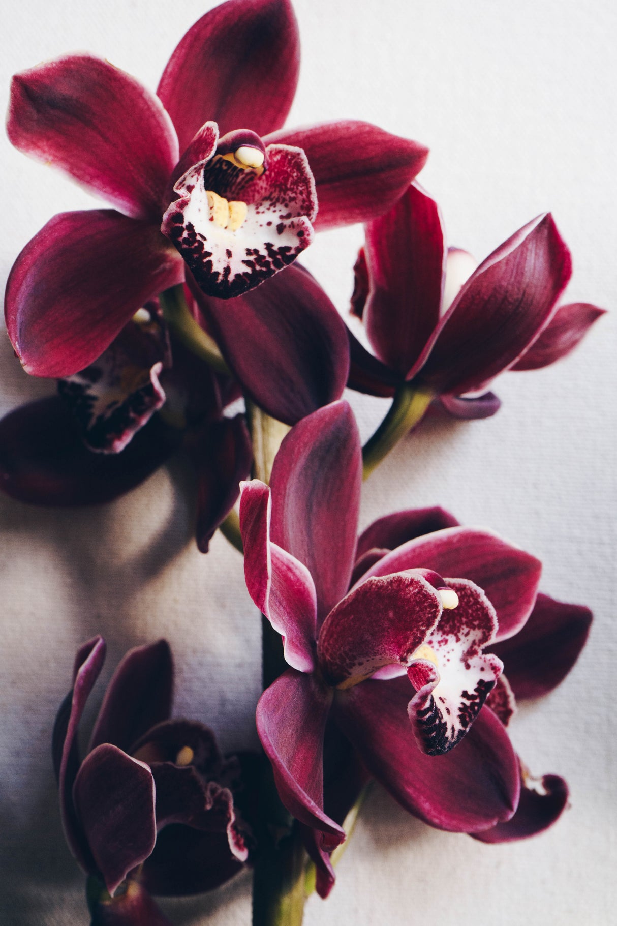 Red Cymbidium Orchid Poster och Canvastavla