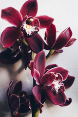 Red Cymbidium Orchid Poster och Canvastavla