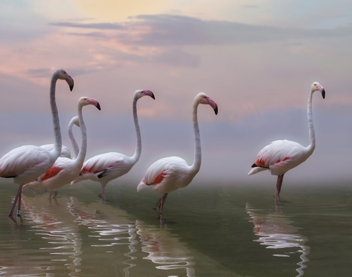Flamingo Sunset Poster och Canvastavla