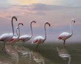 Flamingo Sunset Poster och Canvastavla