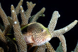 Coral living Poster och Canvastavla