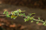 A Costa Rica Frog Poster och Canvastavla