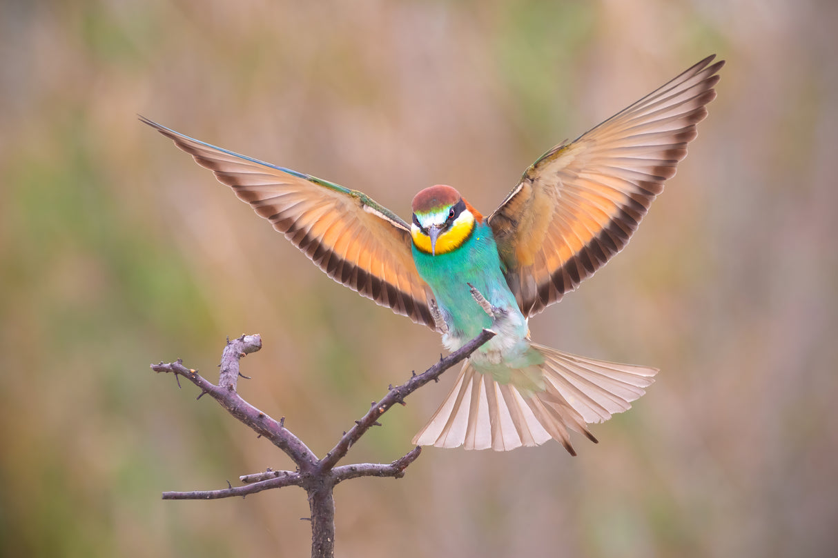 Perfect landing! Poster och Canvastavla