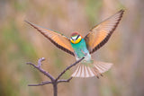 Perfect landing! Poster och Canvastavla