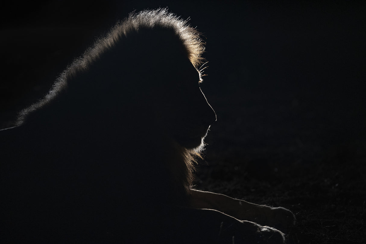 Lion silhouette Poster och Canvastavla