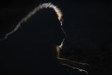Lion silhouette Poster och Canvastavla