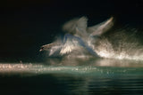Landing Poster och Canvastavla