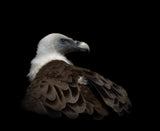 'Winking with his nictitating membrane' Poster och Canvastavla