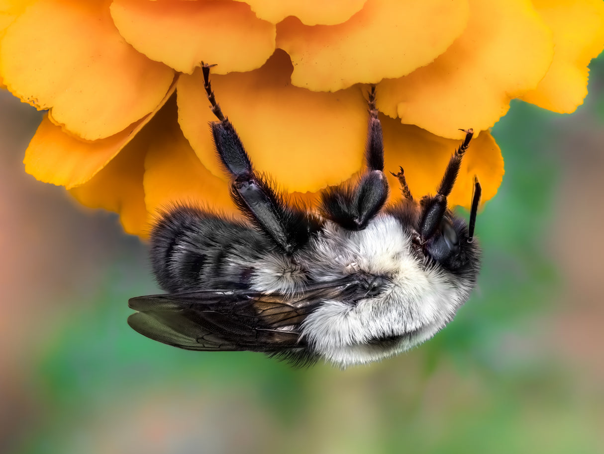 Marigold Poster och Canvastavla