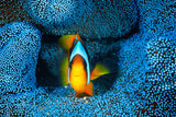 Clownfish in blue anémon Poster och Canvastavla