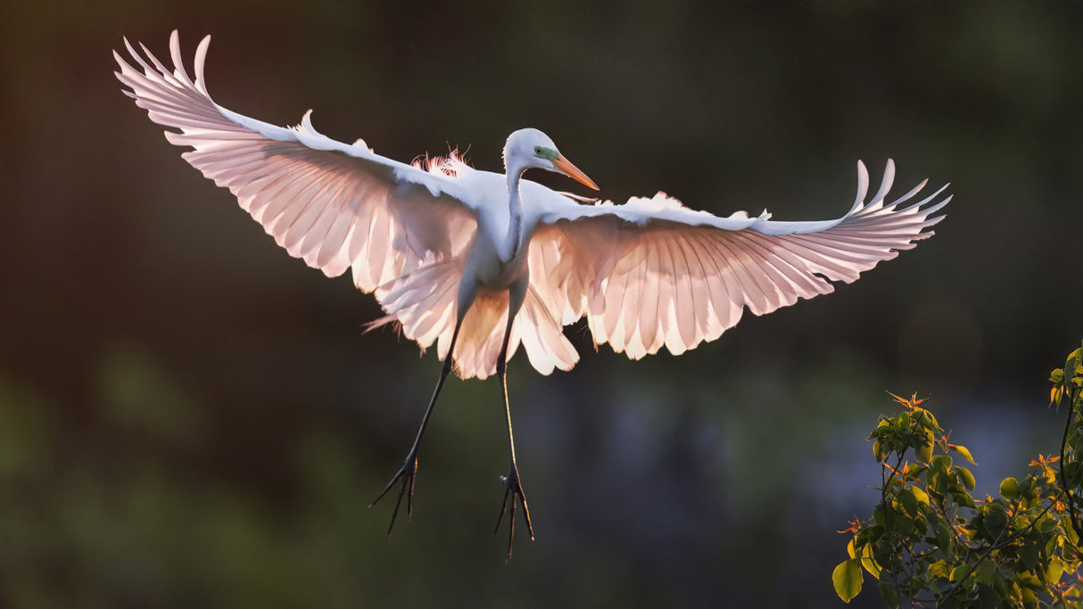 Pink Wings Poster och Canvastavla