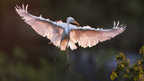 Pink Wings Poster och Canvastavla