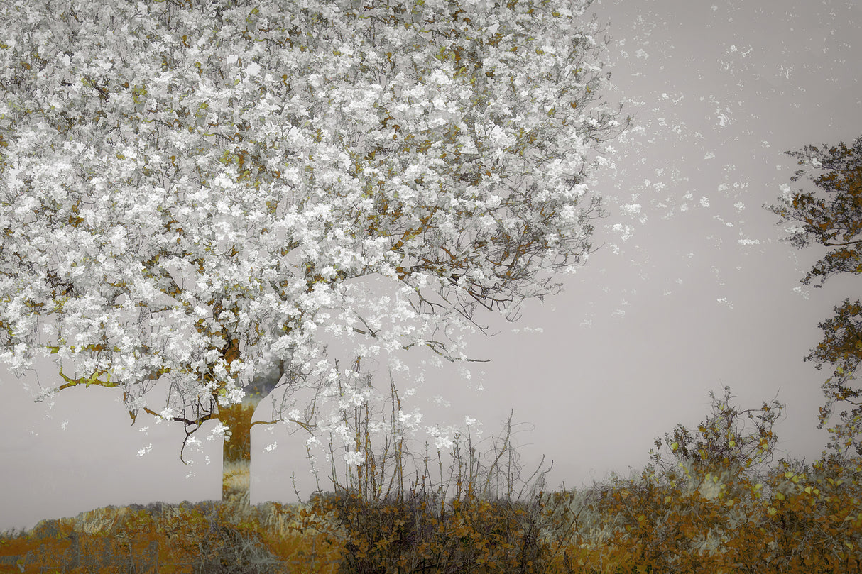 Fruit tree Poster och Canvastavla