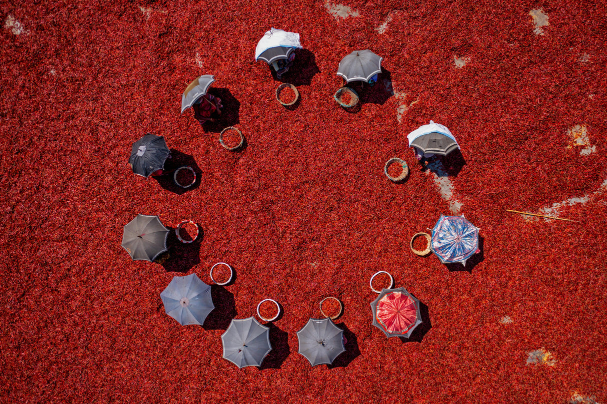 Circle in red chilies Poster och Canvastavla