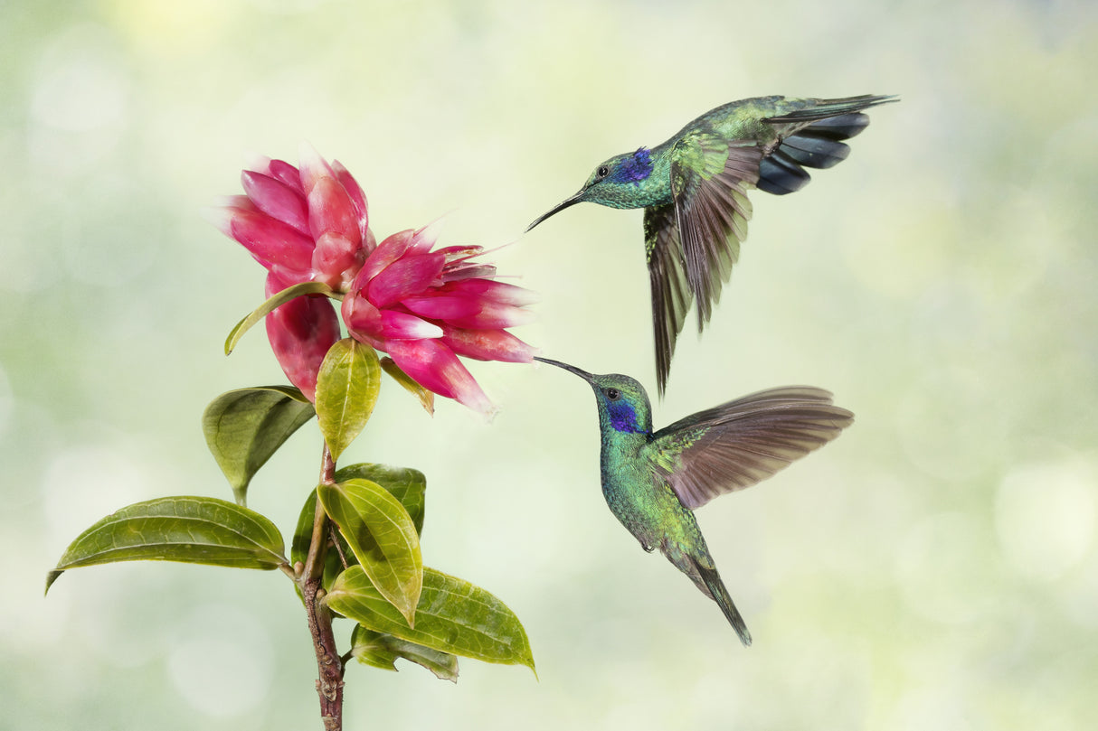 Costa Rica Hummingbirds Poster och Canvastavla