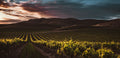 Vineyards Poster och Canvastavla