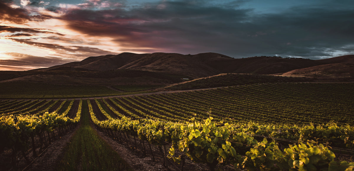 Vineyards Poster och Canvastavla
