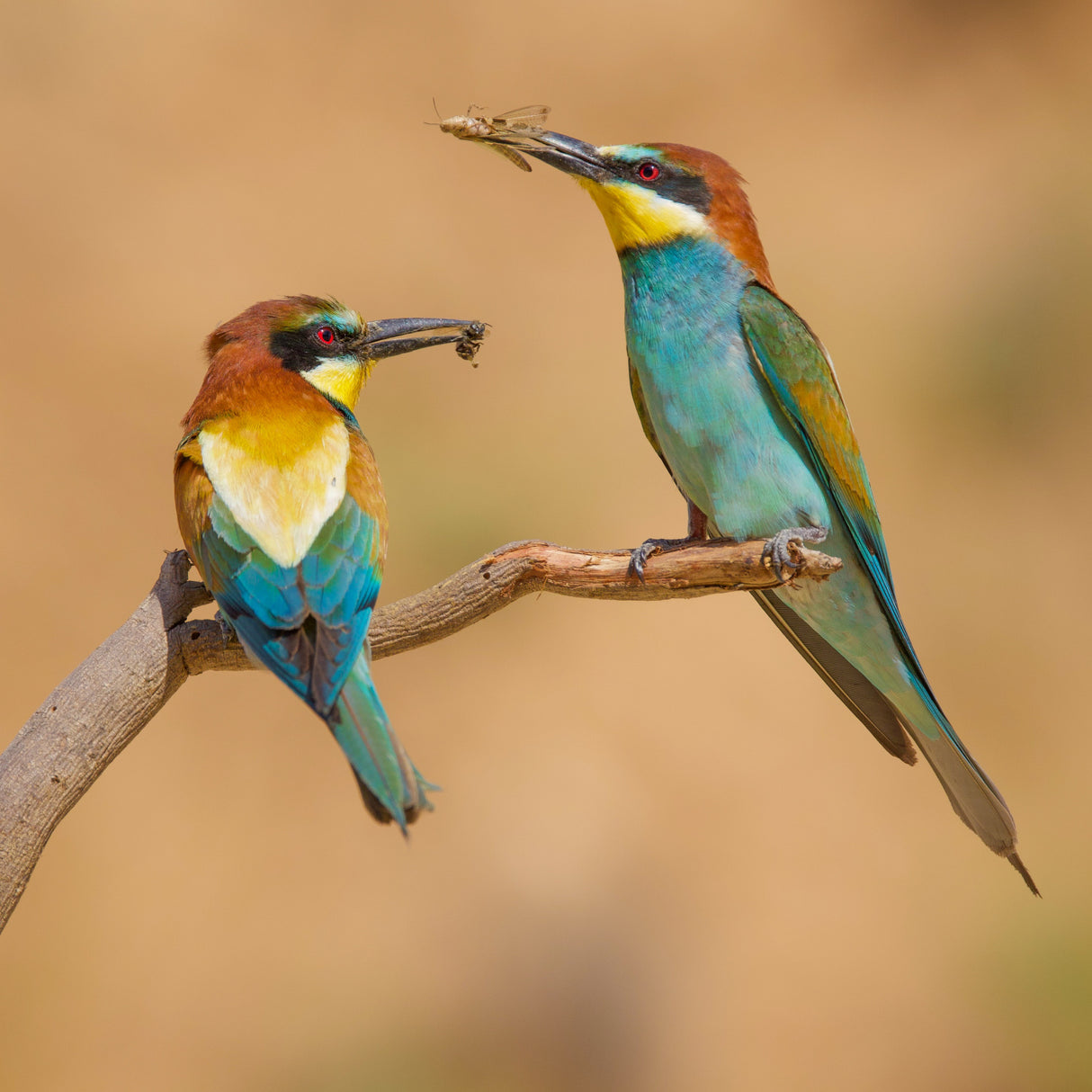 Bee-eaters Poster och Canvastavla
