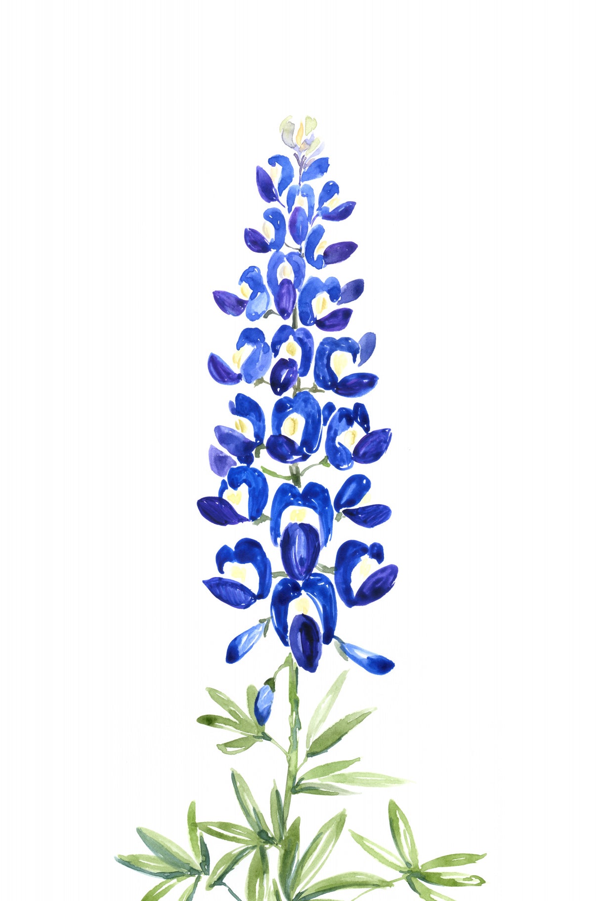 Watercolor Texas bluebonnet Poster och Canvastavla
