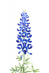 Watercolor Texas bluebonnet Poster och Canvastavla