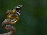 Boiga cyanea Poster och Canvastavla