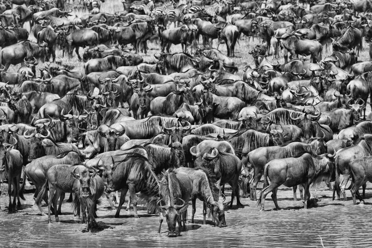 Great Migration Poster och Canvastavla