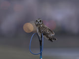 Short-eared owl in dusk Poster och Canvastavla