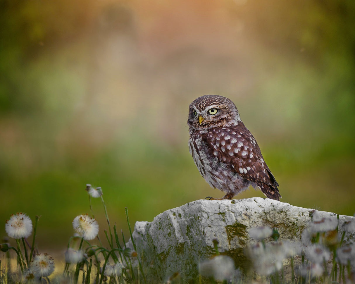 Owl resting on the stone Poster och Canvastavla