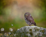 Owl resting on the stone Poster och Canvastavla