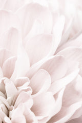 Chrysanthemum No 04 Poster och Canvastavla