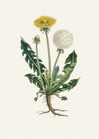 Leontodon Taraxacuma Medical Botany Poster och Canvastavla