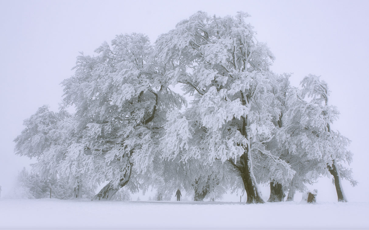 Winterland Poster och Canvastavla