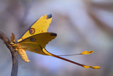 Comet Moth Poster och Canvastavla