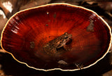 frog found in waterfilled mushroom Poster och Canvastavla