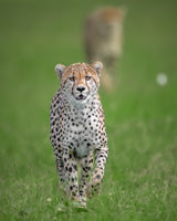 Cheetah Poster och Canvastavla